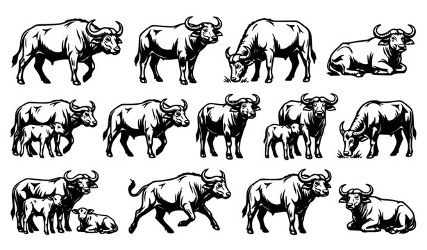 Water Buffalo Vector Character Set Featuring Black and White Wildlife Line Art with Calves in Diverse Poses for Kids Activity and Coloring Book Graphic Designs