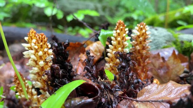 Close Up of Squawroot Wildflower Growing on Forest Floor
