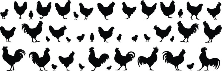 Chicken silhouette collection, black vector hens, roosters, and chicks in varied poses for farm, food, design, and illustration © Shahin