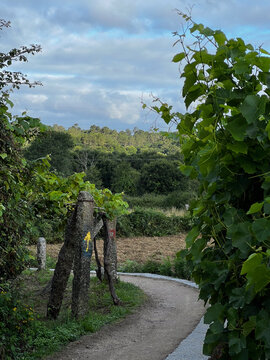 Curving dirt path with a yellow arrow waymarker and vineyards on Camino de Santiago Spain