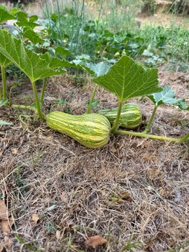 Striped squash pair growing on vine in garden