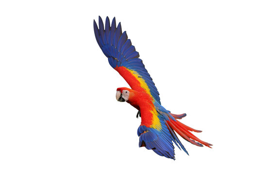 Colorful flying Scarlet Macaw parrot isolated on transparent background png file	
