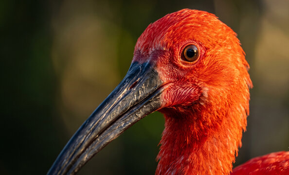  Scarlet Ibis displaying brilliant crimson feathers with intricate texture