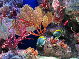 coral reef and fishes © Naphatsorn