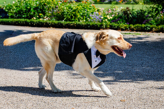 Golden labrador retriever dog wearing a tuxedo suited for a wedding ceremony outdoor