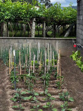 Vegetable garden and grapevine trellis on Camino de Santiago Spain