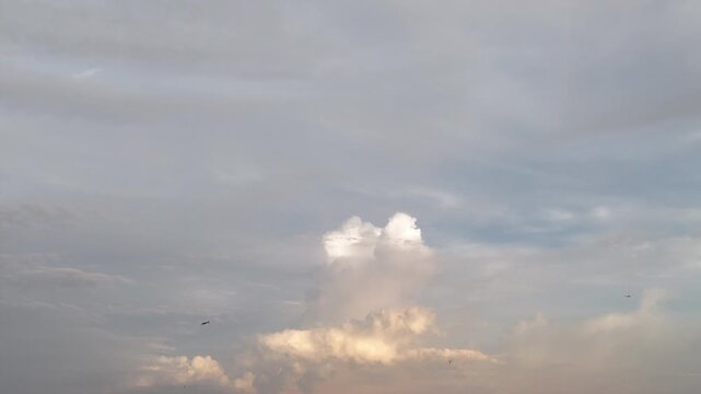 Open-billed storks fly past white clouds in an evening sky in rural Thailand.