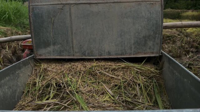 Close up of grain falling into the hopper of a homemade rice thresher.