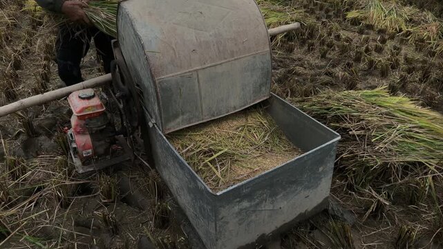 Medium shot of grain accumulating inside a homemade rice thresher hopper.