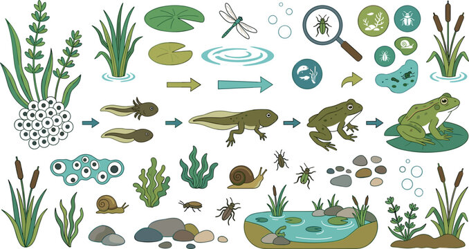 Frog life cycle vector illustration set showing metamorphosis stages from eggs to tadpole and adult amphibian in pond ecosystem