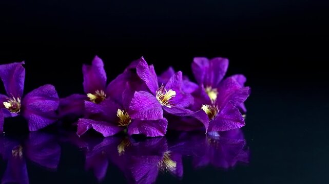 Fresh violet clematis blooms with mirror reflection on black background