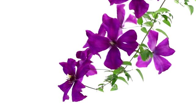 Purple clematis bloom with lush green leaves