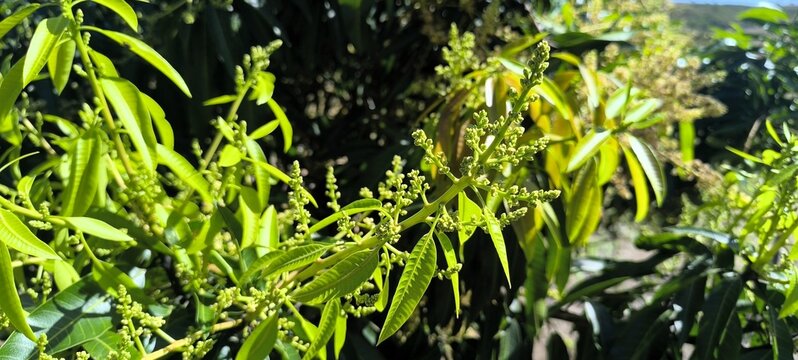 Mango tree blossoms and new leaves in bright sunlight on a sunny day