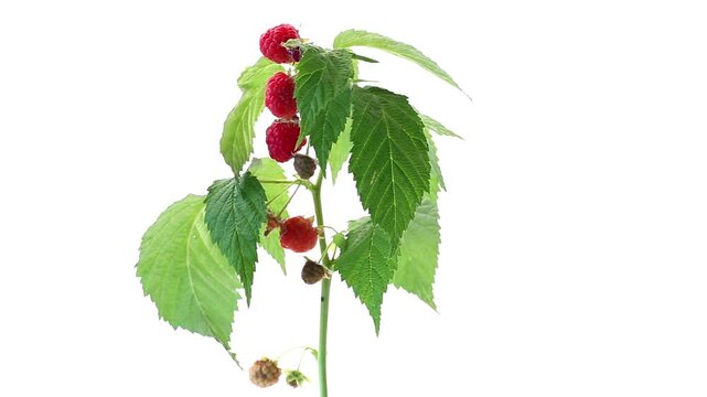 Ripe raspberries growing on plant isolated on white background