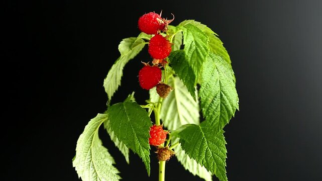 raspberry branch with fresh fruit on black background