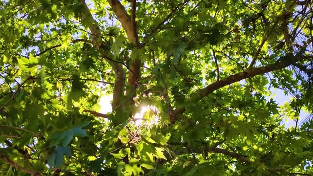 Lush Green Sycamore Leaves with Bright Sunbeams Filtering Through the Canopy, Sun Flare in Nature, Summer Season Forest and Tree Branches Upward View