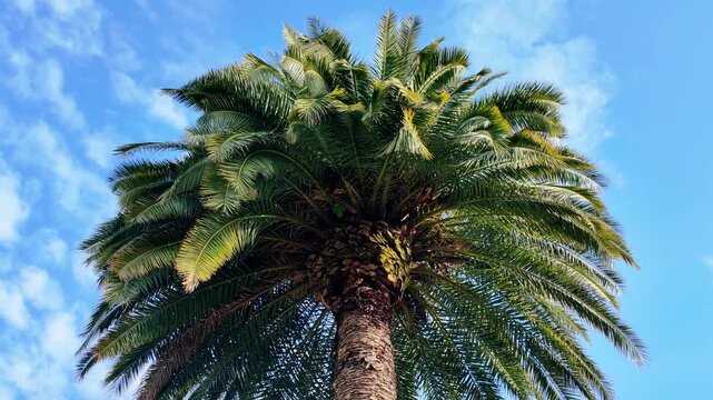 Low angle view of a lush palm tree crown fanning out against a bright blue sky.