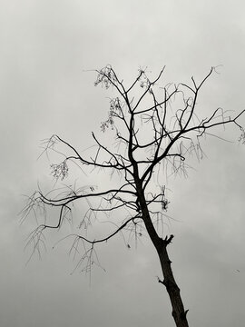 dead tree branches