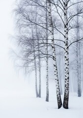 Fototapeta premium A serene winter scene featuring slender white birch trees standing tall in a dense, mystical fog with soft snow covering the frozen ground, white, still, ambient