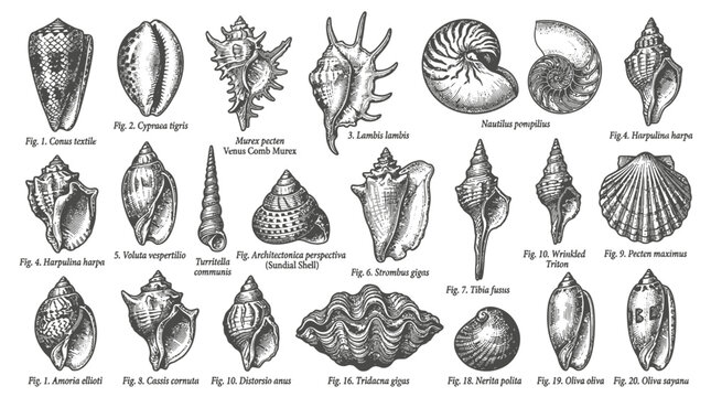 Vintage scientific illustration of various sea shells and marine mollusks collection.
