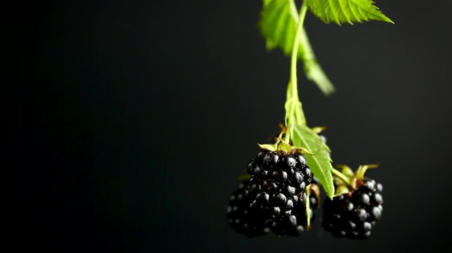 Delicious organic blackberries with natural leaves on glossy black background