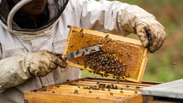 Beekeeper Inspecting Honeycomb Frame Full of Bees.