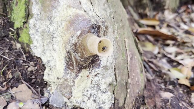  Close-up of the characteristic wax entrance tube of a stingless bee nest (Meliponini) attached to a tree in the tropical rainforest of Sumatra, Indonesia.