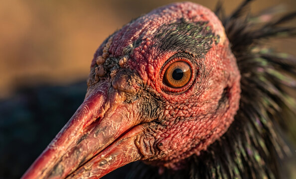 Northern Bald Ibis Eye and Beak