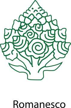 Romanesco Broccoli Icon, Fractal Cauliflower Outline, Exotic Green Vegetable Vector Illustration