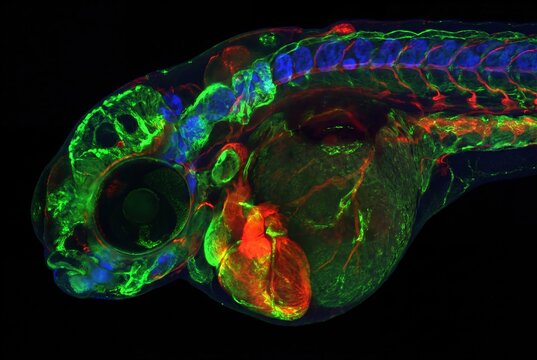 Microscopic view of a transparent zebrafish embryo showing intricate neural and circulatory system development in vibrant colors.