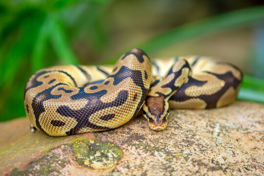 A python lies on the ground and on rocks in the wild. A close-up of a boa constrictor on a rock. Snake skin. Reptile.