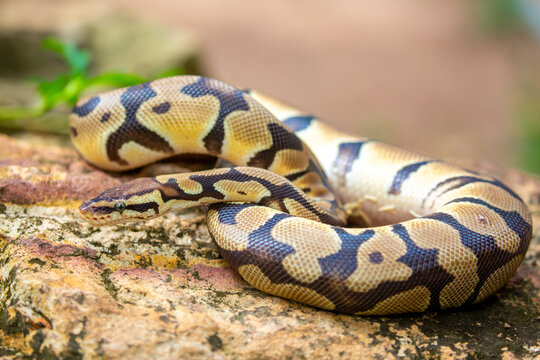 A python lies on the ground and on rocks in the wild. A close-up of a boa constrictor on a rock. Snake skin. Reptile.