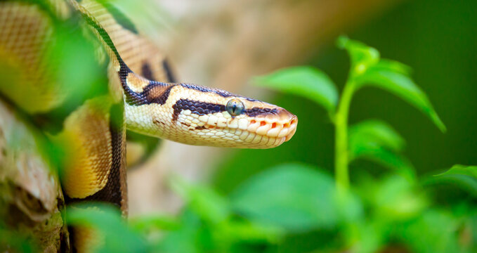 A python lies on the ground and on rocks in the wild.Close-up of a boa constrictor on a tree. Snake skin. Reptile.