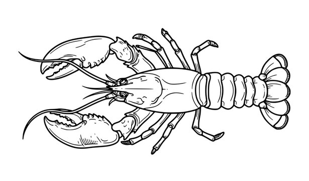 Detailed Lobster Outline Vector Line Art for Seafood Branding and Coloring Pages