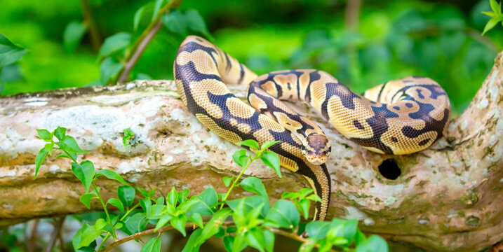 A python lies on the ground and on rocks in the wild.Close-up of a boa constrictor on a tree. Snake skin. Reptile.
