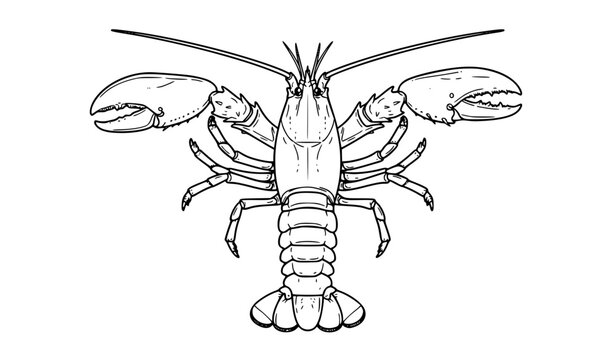 Lobster Line Art Vector Illustration for Coloring Book Logo Tattoo and T Shirt