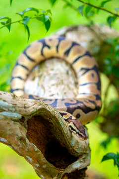 A python lies on the ground and on rocks in the wild.Close-up of a boa constrictor on a tree. Snake skin. Reptile.