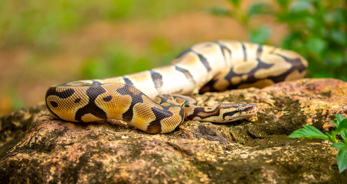 A python lies on the ground and on rocks in the wild. A close-up of a boa constrictor on a rock. Snake skin. Reptile.