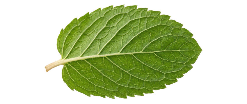 A single fresh green mint leaf captured in macro detail against a clean white background, showcasing vibrant organic texture and nature mood.