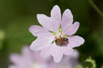 a bee (Anthophila) feeding on nectar from a musk mallow (Malva moschata) flower. © czamfir
