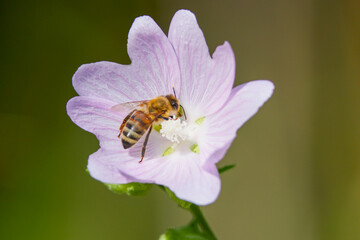a bee (Anthophila) feeding on nectar from a musk mallow (Malva moschata) flower. © czamfir