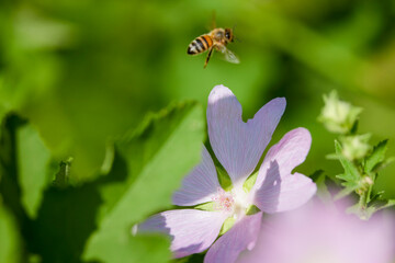 a bee (Anthophila) feeding on nectar from a musk mallow (Malva moschata) flower. © czamfir