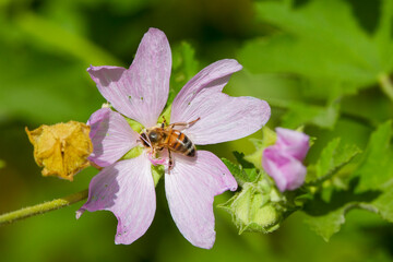 a bee (Anthophila) feeding on nectar from a musk mallow (Malva moschata) flower. © czamfir