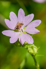 a bee (Anthophila) feeding on nectar from a musk mallow (Malva moschata) flower. © czamfir