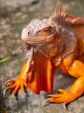 A close-up of an iguana. A beautiful, multicolored lizard with vibrant, colorful skin. An exotic, tropical animal.