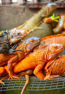 A close-up of an iguana. A beautiful, multicolored lizard with vibrant, colorful skin. An exotic, tropical animal.