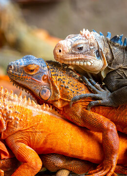 A close-up of an iguana. A beautiful, multicolored lizard with vibrant, colorful skin. An exotic, tropical animal.