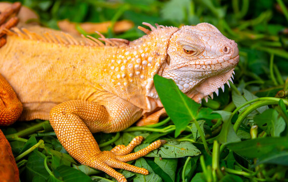 A close-up of an iguana. A beautiful, multicolored lizard with vibrant, colorful skin. An exotic, tropical animal.
