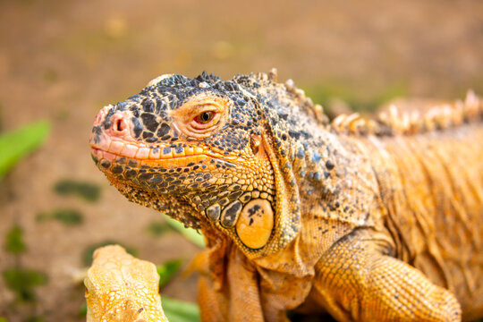 A close-up of an iguana. A beautiful, multicolored lizard with vibrant, colorful skin. An exotic, tropical animal.