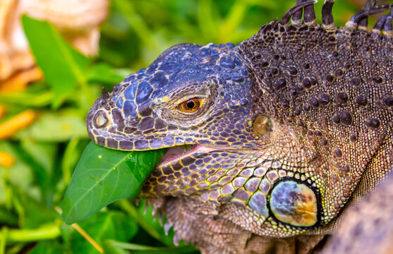 A close-up of an iguana. A beautiful, multicolored lizard with vibrant, colorful skin. An exotic, tropical animal.